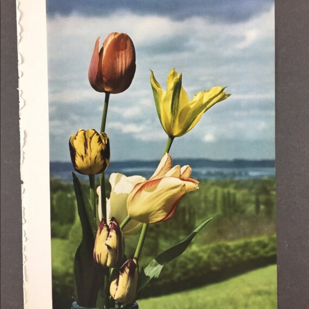 ! 1 Page/2 Sides From VTG 1951 Photography Book, Tulips, Braham Park England
